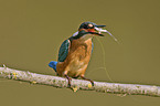 Kingfisher