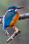 kingfisher