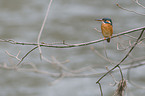 kingfisher