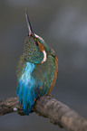 kingfisher