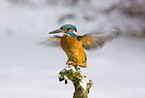 kingfisher