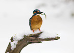 kingfisher