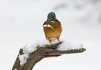 kingfisher