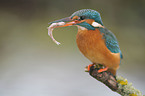 kingfisher