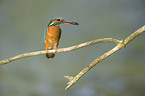 kingfisher