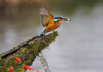 kingfisher