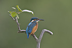 common kingfisher