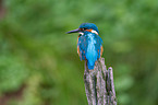 common river kingfisher