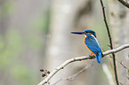 common kingfisher