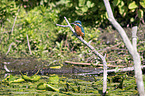 sitting Kingfisher