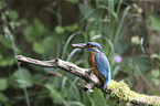 sitting Kingfisher