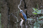 sitting Kingfisher