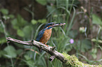 sitting Kingfisher