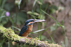 sitting Kingfisher