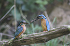 kingfishers