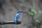 kingfishers