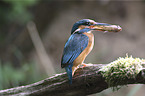 kingfisher