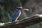 kingfisher