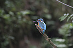 kingfisher