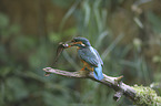 kingfisher