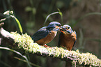 kingfishers