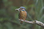 kingfisher