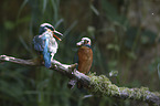 kingfishers