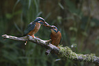 kingfishers