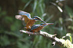 kingfisher