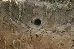 hole of a halcyon