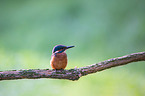 Kingfisher sits on branch