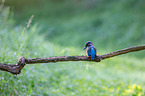 Kingfisher sits on branch