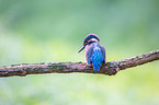 Kingfisher sits on branch