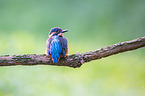 Kingfisher sits on branch