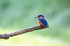 Kingfisher sits on branch