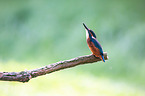 Kingfisher sits on branch