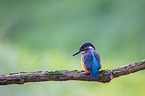 Kingfisher sits on branch