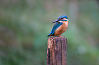 Kingfisher sits on pole