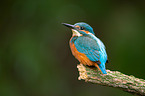 Kingfisher sits on branch