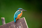 Kingfisher sits on warning sign