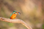 Kingfisher sits on branch