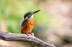 Kingfisher sits on branch