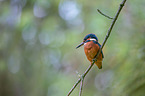 Kingfisher sits on branch