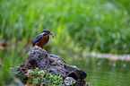 Kingfisher sits on stone