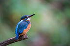 Kingfisher sits on branch