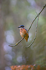 Kingfisher sits on branch