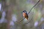 Kingfisher sits on branch