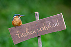 Kingfisher sits on warning sign