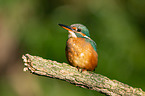 Kingfisher sits on branch