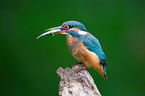 Kingfisher sits on branch